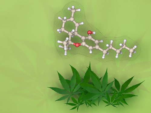 Marijuana's Effect on the Brain - marijuana and thc molecule - great oaks recovery center