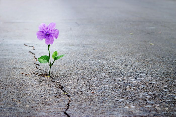 Uplifting-Quotes-for-People-in-Recovery - purple flower growing through crack in concrete